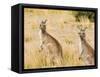 Eastern Grey Kangaroos, Wilsons Promontory National Park, Victoria, Australia, Pacific-Jochen Schlenker-Framed Stretched Canvas