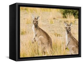 Eastern Grey Kangaroos, Wilsons Promontory National Park, Victoria, Australia, Pacific-Jochen Schlenker-Framed Stretched Canvas