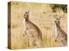 Eastern Grey Kangaroos, Wilsons Promontory National Park, Victoria, Australia, Pacific-Jochen Schlenker-Stretched Canvas