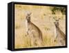 Eastern Grey Kangaroos, Wilsons Promontory National Park, Victoria, Australia, Pacific-Jochen Schlenker-Framed Stretched Canvas