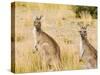 Eastern Grey Kangaroos, Wilsons Promontory National Park, Victoria, Australia, Pacific-Jochen Schlenker-Stretched Canvas