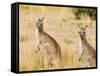 Eastern Grey Kangaroos, Wilsons Promontory National Park, Victoria, Australia, Pacific-Jochen Schlenker-Framed Stretched Canvas