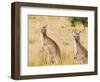 Eastern Grey Kangaroos, Wilsons Promontory National Park, Victoria, Australia, Pacific-Jochen Schlenker-Framed Photographic Print