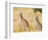 Eastern Grey Kangaroos, Wilsons Promontory National Park, Victoria, Australia, Pacific-Jochen Schlenker-Framed Photographic Print