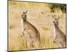 Eastern Grey Kangaroos, Wilsons Promontory National Park, Victoria, Australia, Pacific-Jochen Schlenker-Mounted Photographic Print