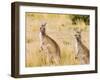 Eastern Grey Kangaroos, Wilsons Promontory National Park, Victoria, Australia, Pacific-Jochen Schlenker-Framed Photographic Print