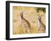 Eastern Grey Kangaroos, Wilsons Promontory National Park, Victoria, Australia, Pacific-Jochen Schlenker-Framed Photographic Print