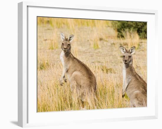 Eastern Grey Kangaroos, Wilsons Promontory National Park, Victoria, Australia, Pacific-Jochen Schlenker-Framed Photographic Print