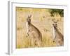 Eastern Grey Kangaroos, Wilsons Promontory National Park, Victoria, Australia, Pacific-Jochen Schlenker-Framed Photographic Print