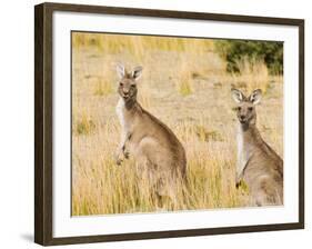 Eastern Grey Kangaroos, Wilsons Promontory National Park, Victoria, Australia, Pacific-Jochen Schlenker-Framed Photographic Print