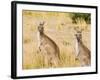 Eastern Grey Kangaroos, Wilsons Promontory National Park, Victoria, Australia, Pacific-Jochen Schlenker-Framed Photographic Print