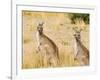 Eastern Grey Kangaroos, Wilsons Promontory National Park, Victoria, Australia, Pacific-Jochen Schlenker-Framed Photographic Print