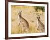 Eastern Grey Kangaroos, Wilsons Promontory National Park, Victoria, Australia, Pacific-Jochen Schlenker-Framed Photographic Print