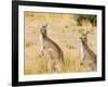 Eastern Grey Kangaroos, Wilsons Promontory National Park, Victoria, Australia, Pacific-Jochen Schlenker-Framed Photographic Print