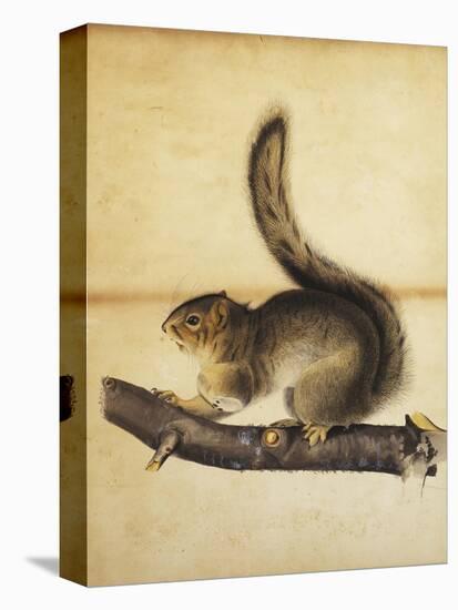 Eastern Grey Squirrel in Full Winter Coat, C.1840s-John James Audubon-Stretched Canvas