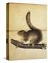 Eastern Grey Squirrel in Full Winter Coat, C.1840s-John James Audubon-Stretched Canvas
