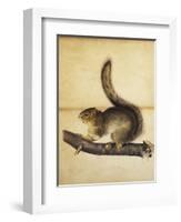 Eastern Grey Squirrel in Full Winter Coat, C.1840s-John James Audubon-Framed Giclee Print