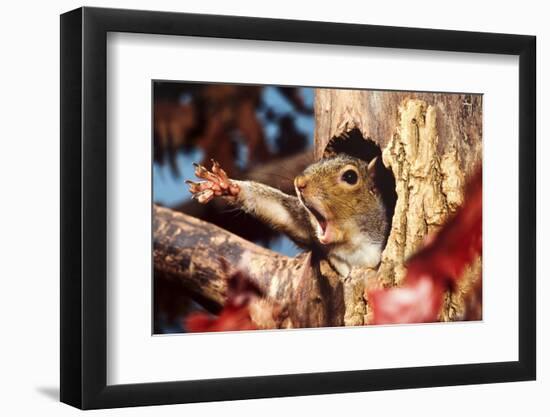 Eastern Grey Squirrel (Sciurus carolinensis) adult, yawning and stretching leg-S & D & K Maslowski-Framed Photographic Print