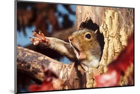 Eastern Grey Squirrel (Sciurus carolinensis) adult, yawning and stretching leg-S & D & K Maslowski-Mounted Photographic Print