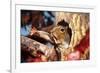 Eastern Grey Squirrel (Sciurus carolinensis) adult, yawning and stretching leg-S & D & K Maslowski-Framed Photographic Print