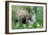 Eastern Grey Squirrel-Jacky Parker-Framed Giclee Print