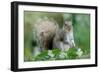 Eastern Grey Squirrel-Jacky Parker-Framed Giclee Print