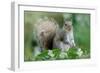 Eastern Grey Squirrel-Jacky Parker-Framed Giclee Print