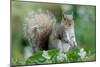 Eastern Grey Squirrel-Jacky Parker-Mounted Giclee Print