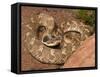 Eastern Hognose Snake Showing Excited Cobra-like Flaring of the Neck, Eastern US-Maresa Pryor-Framed Stretched Canvas