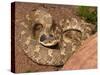 Eastern Hognose Snake Showing Excited Cobra-like Flaring of the Neck, Eastern US-Maresa Pryor-Stretched Canvas