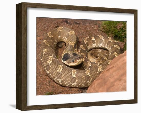 Eastern Hognose Snake Showing Excited Cobra-like Flaring of the Neck, Eastern US-Maresa Pryor-Framed Photographic Print