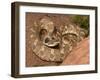 Eastern Hognose Snake Showing Excited Cobra-like Flaring of the Neck, Eastern US-Maresa Pryor-Framed Photographic Print