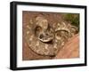 Eastern Hognose Snake Showing Excited Cobra-like Flaring of the Neck, Eastern US-Maresa Pryor-Framed Photographic Print