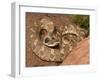 Eastern Hognose Snake Showing Excited Cobra-like Flaring of the Neck, Eastern US-Maresa Pryor-Framed Photographic Print