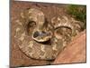Eastern Hognose Snake Showing Excited Cobra-like Flaring of the Neck, Eastern US-Maresa Pryor-Mounted Photographic Print