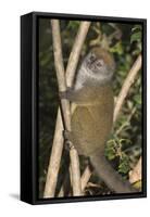 Eastern Lesser Bamboo Lemur (Hapalemur Griseus)-G &-Framed Stretched Canvas