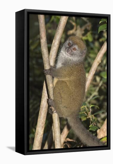 Eastern Lesser Bamboo Lemur (Hapalemur Griseus)-G &-Framed Stretched Canvas