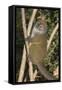 Eastern Lesser Bamboo Lemur (Hapalemur Griseus)-G &-Framed Stretched Canvas