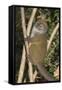 Eastern Lesser Bamboo Lemur (Hapalemur Griseus)-G &-Framed Stretched Canvas