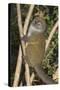 Eastern Lesser Bamboo Lemur (Hapalemur Griseus)-G &-Stretched Canvas