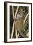 Eastern Lesser Bamboo Lemur (Hapalemur Griseus)-G &-Framed Photographic Print