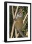 Eastern Lesser Bamboo Lemur (Hapalemur Griseus)-G &-Framed Photographic Print