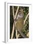 Eastern Lesser Bamboo Lemur (Hapalemur Griseus)-G &-Framed Photographic Print