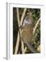 Eastern Lesser Bamboo Lemur (Hapalemur Griseus)-G &-Framed Photographic Print