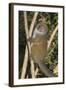 Eastern Lesser Bamboo Lemur (Hapalemur Griseus)-G &-Framed Photographic Print