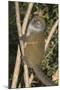 Eastern Lesser Bamboo Lemur (Hapalemur Griseus)-G &-Mounted Photographic Print