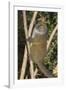 Eastern Lesser Bamboo Lemur (Hapalemur Griseus)-G &-Framed Photographic Print