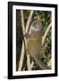 Eastern Lesser Bamboo Lemur (Hapalemur Griseus)-G &-Framed Photographic Print