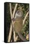 Eastern Lesser Bamboo Lemur (Hapalemur Griseus)-G &-Framed Stretched Canvas