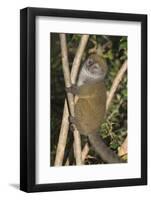 Eastern Lesser Bamboo Lemur (Hapalemur Griseus)-G &-Framed Photographic Print